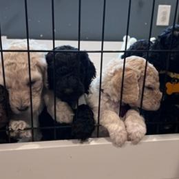 Poodles from Ani Kyan