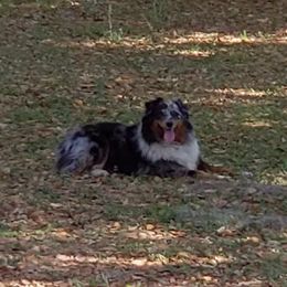 Suzie - Australian Shepherd