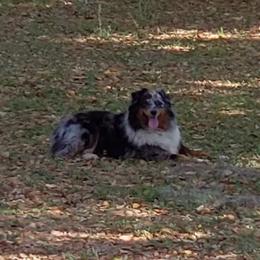 Suzie - Australian Shepherd