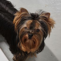 Keres - Yorkshire Terrier