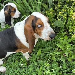 Basset Hounds from Lil Shorties Bassets