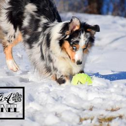 Miniature Australian Shepherd All Grown Up from Rustic Original Aussies