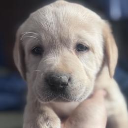 Finnick - Yellow male Labrador Retriever puppy in Kossuth, Pennsylvania from Barrett Farm Labradors