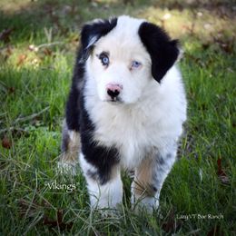 Viking - Blue merle male Miniature Australian Shepherd puppy in Evant, Texas from Lazy VT Bar Ranch