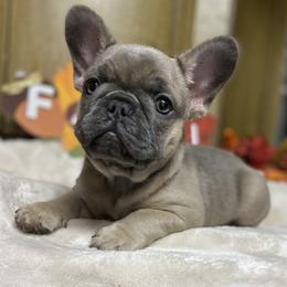 Twister - Blue fawn male French Bulldog puppy in Cullman, Alabama from Divine Hill Farm