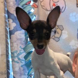 Splash - White black and tan male Toy Fox Terrier puppy in Leeton, Missouri from Foxlace Farms Toy Fox Terriers
