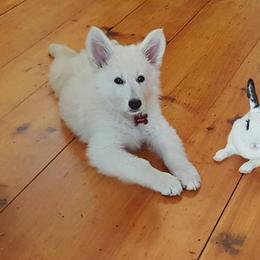 Berger Blanc Suisse and German Shepherd Puppies from Vom Hundhaus German Shepherds