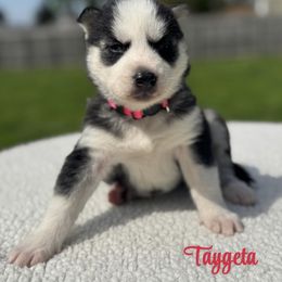Taygeta - Black and white Siberian Husky puppy in Tiverton, Rhode Island from Mount Hope Siberians
