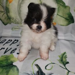 Boo - Black parti male Pomeranian puppy in Weatherford, Texas from Jeweled Poms