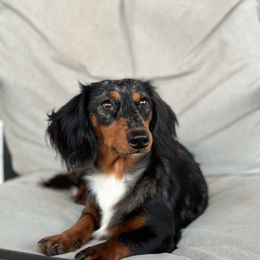 Bella - Dachshund