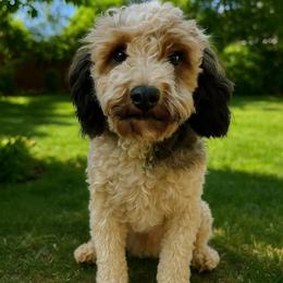 Lucy - Poodle