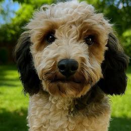 Lucy - Poodle