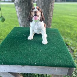 Mabel - Tri-Roan female English Springer Spaniel puppy in Braidwood, Illinois from A & R Springers