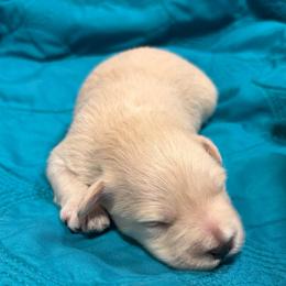 Yellow - Wheaten male Miniature Schnauzer puppy in Summerfield, Florida from M & M Schnauzers
