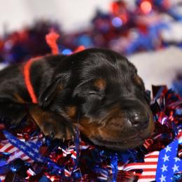 Girl 2 - Black and rust female Doberman Pinscher puppy in Overton, Texas from Obsidian Kennel