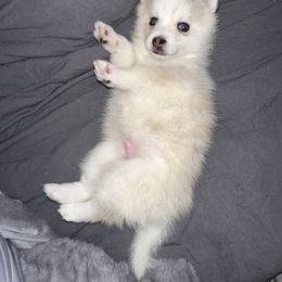 Pomsky Puppies from Lovely Pomsky
