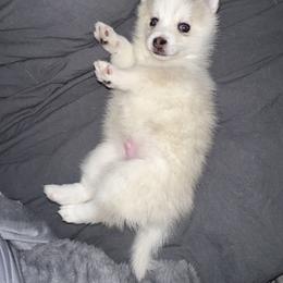 Pomsky Puppies from Lovely Pomsky