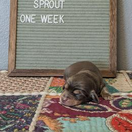 Sprout - Chocolate and tan male Dachshund puppy in Indianapolis, Indiana from Englehaus Dachshunds