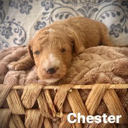 Chester - Apricot male Poodle puppy in Athens, Georgia from Alexander’s Standard Poodles