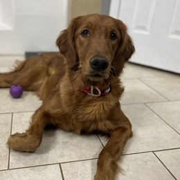 Della - Golden Retriever