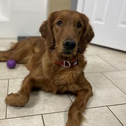 Della - Golden Retriever