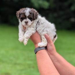 Coast - Liver and white male Shihpoo puppy in Coshocton, Ohio from Forever Family Puppies