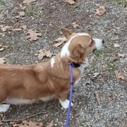 Frisbee - Pembroke Welsh Corgi