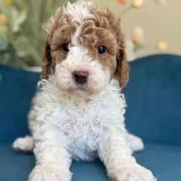Heidi - Parti female Goldendoodle puppy in Yuciapa, California from AlltheDoodlez_