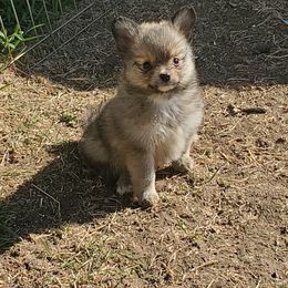 Companion Cross, Papillon, and Pomeranian Puppies from Lovely Ladies and Little Asses Miniature Equines (L3A Pomeranians & Papillons)