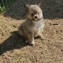 Companion Cross, Papillon, and Pomeranian Puppies from Lovely Ladies and Little Asses Miniature Equines (L3A Pomeranians & Papillons)