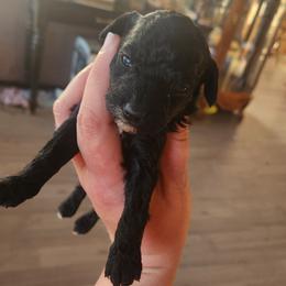 Mary - Black and white female Cockapoo puppy in Ellensburg, Washington from Dawn to Dusk Cockapoos