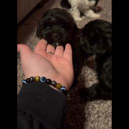 Dali - Black male Morkie puppy in Aliquippa, Pennsylvania from The Morkie Mom