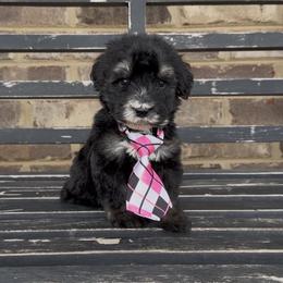 Rolo 1000 Valentines Special - Black and white male Sheepadoodle puppy in Cartersville, Georgia from Simply Blessed Doodles