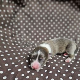 Tough - Blue male Pembroke Welsh Corgi puppy in Orrtanna, Pennsylvania from Mountain Top Shepherd's