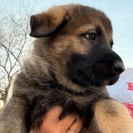 NOEL - orange collar - Sable female German Shepherd puppy in Coats, North Carolina from T'S SHEPHERDS
