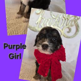 Jolly, purple girl - Black tri-color female Aussiedoodle puppy in Lexington, Oklahoma from Long Doggy Acres Miniature Dachshunds