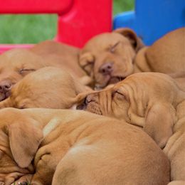 Vizslas from Rust Creek Vizslas