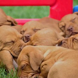 Vizslas from Rust Creek Vizslas