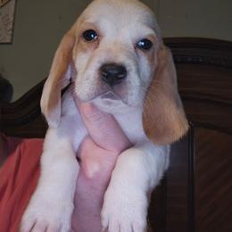 Seafoam-Ahsoka - Lemon and white female Basset Hound puppy in Haleyville, Alabama from Violet Lane Basset Hounds