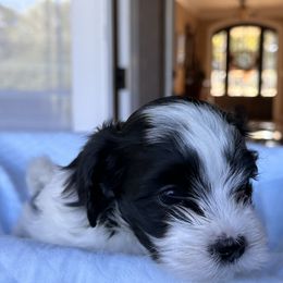 Havanese Puppies from Cralyn's