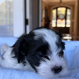 Havanese Puppies from Cralyn's