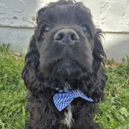 Dasher - Black male Cocker Spaniel puppy in Bonneville County, Idaho from Dream Catcher Cockers