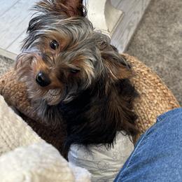 Yorkshire Terrier All Grown Up from Dana Schmidt