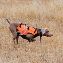 Jigs - Weimaraner