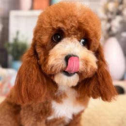 Waffle 🧇 - Cavapoo