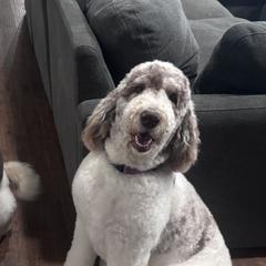 Newfypoos from Diaz Family Acres Doodles