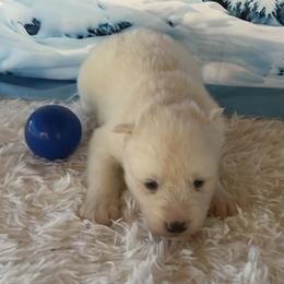 Blizzard - White male Siberian Husky puppy in Summerville, South Carolina from Carolina Husky Lodge