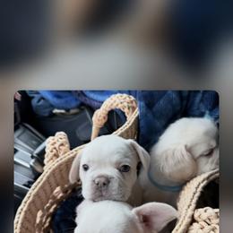 French Bulldog Puppies from DaSilvas Estrella AKC