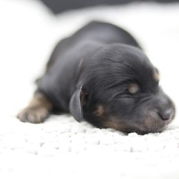 Dachshund Puppies from MNE Miniature Dachshunds
