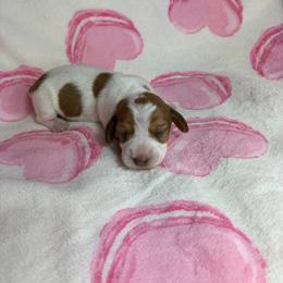 Lindsey - Piebald female Dachshund puppy in Lake City, Florida from My Ditzy Doxies of Florida